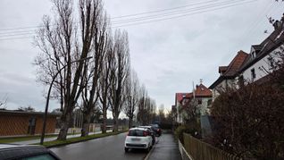 Diese Pappeln in der Rosenstraße sind von den Planungen betroffen. Bild: Klemm